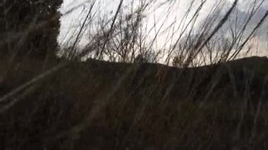 Çim günbatımında yürüme, çim düzeyinde filme