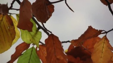 Ağaç dalları, sonbahar yaprakları ile esen rüzgar