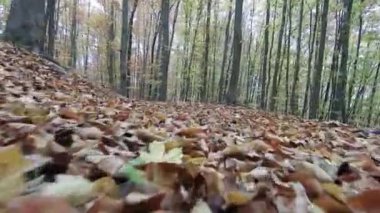 Bir yürüyüş ormandaki sonbahar sezonu, yerden filme.