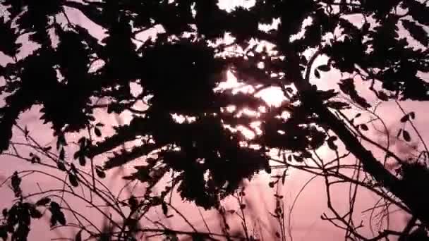 Wind Blowing Tree Branches Sunset Autumn Season Red Scenery — Stock Video