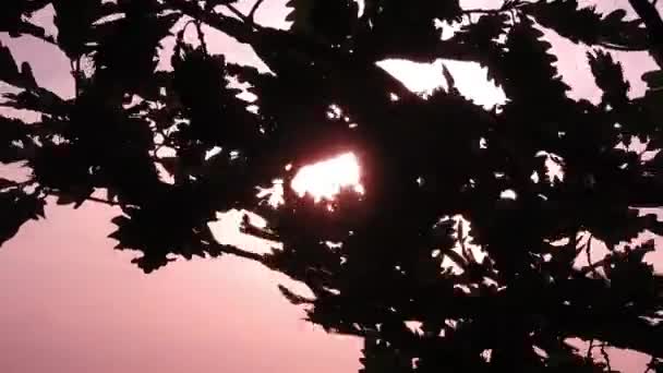 Viento Soplando Través Ramas Árboles Atardecer Estación Otoño Paisaje Rojo — Vídeos de Stock