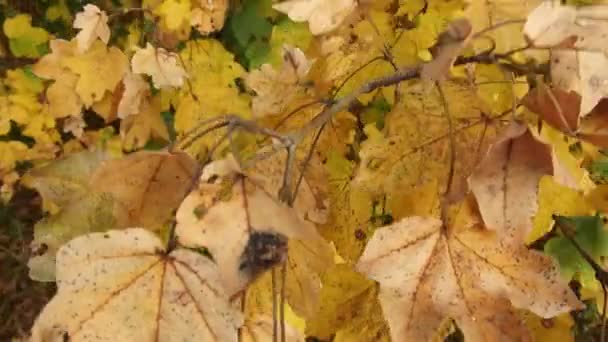 Doorlopen Van Bladeren Van Boom Herfst Seizoen — Stockvideo