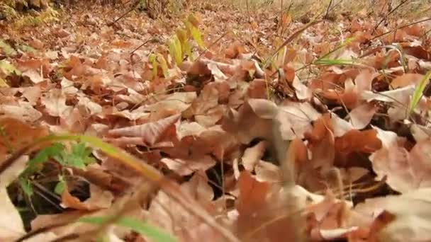 Une Promenade Dans Forêt Saison Automne Filmée Depuis Sol — Video