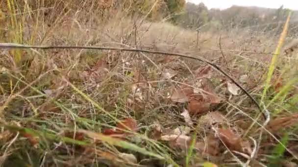 Caminhando Pela Grama Pôr Sol Filmado Nível Grama — Vídeo de Stock