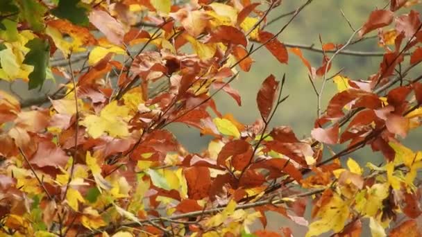 Ветер Дующий Сквозь Ветви Деревьев Осенние Листья — стоковое видео