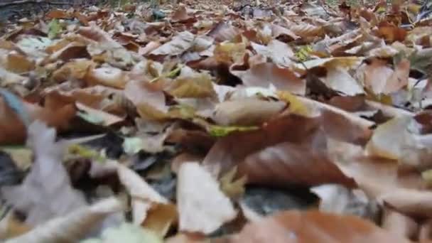 Passeio Floresta Temporada Outono Filmado Partir Chão — Vídeo de Stock