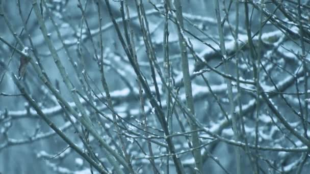 Nieva Sobre Ramas Árboles Tiempo Frío Cerca Las Vacaciones — Vídeos de Stock