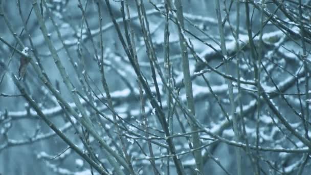 Nevando Sobre Galhos Árvores Tempo Frio Perto Dos Feriados — Vídeo de Stock