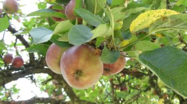 Elma meyve ağacı, 4 k asılı