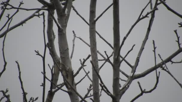 Χιονίζει Πάνω Από Κλαδιά Δέντρων Κρύο Καιρό Κοντά Τις Διακοπές — Αρχείο Βίντεο