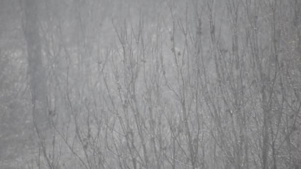 Starker Schnee Mit Bäumen Hintergrund Winterzeit — Stockvideo