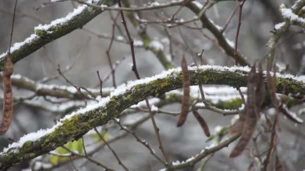Сніг Над Гілками Дерев Холодна Погода Близька Свят — стокове відео