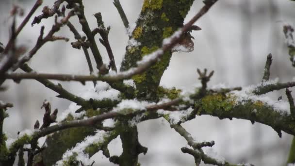 Śnieg Przez Gałęzie Drzew Blisko Świąt Niskich Temperaturach — Wideo stockowe