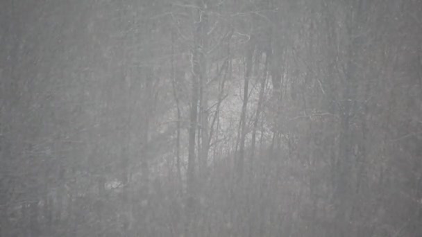 Nieve Pesada Con Árboles Fondo Tiempo Invierno — Vídeos de Stock