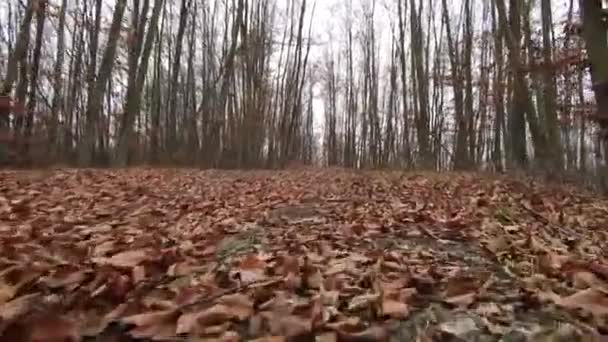 Une promenade dans la forêt, saison d'automne, filmée depuis le sol 