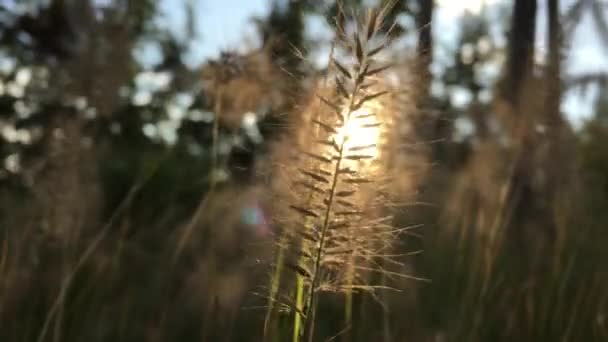 Солнечный Свет Сквозь Траву Закате — стоковое видео