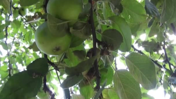 Fruta Maçã Pendurada Árvore — Vídeo de Stock