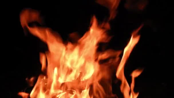 Bonfire Logs Burning Orange Flame — Stock Video