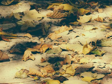 Sonbahar yaprakları yerde