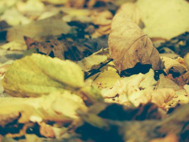 Sonbahar yaprakları yerde