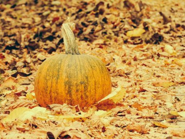 Sonbahar yapraklı balkabağı. Cadılar Bayramı balkabağı sonbahar mevsiminde oyulmaya hazır