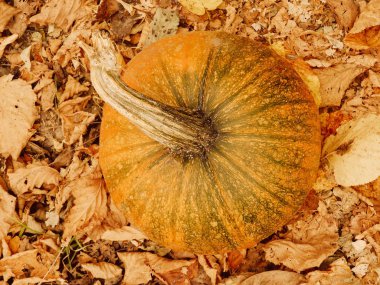 Sonbahar yapraklı balkabağı. Cadılar Bayramı balkabağı sonbahar mevsiminde oyulmaya hazır