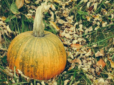 Sonbahar yapraklı balkabağı. Cadılar Bayramı balkabağı sonbahar mevsiminde oyulmaya hazır
