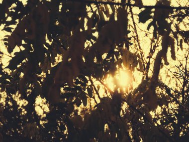 Güzel sonbahar yaprakları ve ağaçlar. Ağaçlarla ve güzel renklerle sonbahar manzarası. Ülke sonbaharı