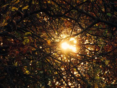 Güzel sonbahar yaprakları ve ağaçlar. Ağaçlarla ve güzel renklerle sonbahar manzarası. Ülke sonbaharı