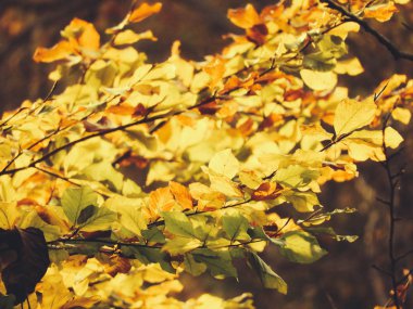 Güzel sonbahar yaprakları ve ağaçlar. Ağaçlarla ve güzel renklerle sonbahar manzarası. Ülke sonbaharı