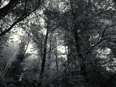 Güzel sonbahar yaprakları ve ağaçlar. Ağaçlarla ve güzel renklerle sonbahar manzarası. Ülke sonbaharı