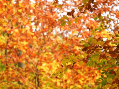 Güzel sonbahar yaprakları ve ağaçlar. Ağaçlarla ve güzel renklerle sonbahar manzarası. Ülke sonbaharı