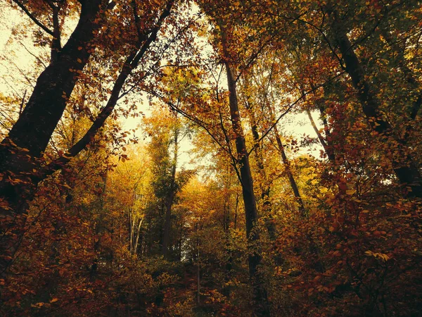 Belles Feuilles Arbres Automne Paysage Automne Avec Des Arbres Belles — Photo