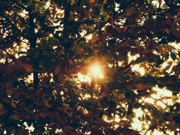 美丽的秋天树叶和树木 秋天的风景 绿树成荫 色彩斑斓 国家秋季 — 图库照片