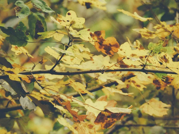 Lindas Folhas Árvores Outono Paisagem Queda Com Árvores Cores Bonitas — Fotografia de Stock