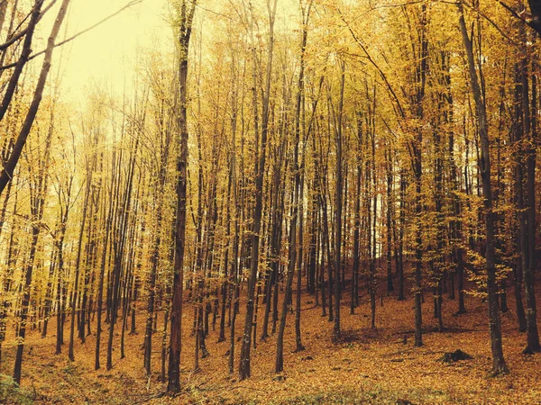 美丽的秋天树叶和树木 秋天的风景 绿树成荫 色彩斑斓 国家秋季 — 图库照片