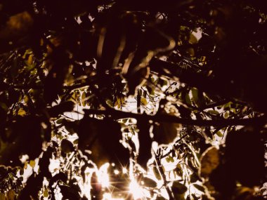 Güzel sonbahar yaprakları ve ağaçlar. Ağaçlarla ve güzel renklerle sonbahar manzarası. Ülke sonbaharı