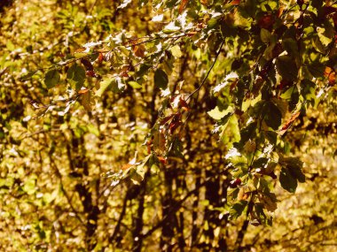 Akçaağaç yaprakları sonbaharda