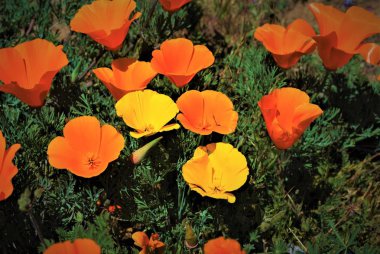 Parlak turuncu ve sarı haşhaş çiçek tam Bloom