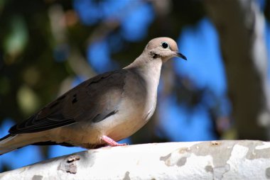 Bir ağaç dalı üzerinde sabah güvercin