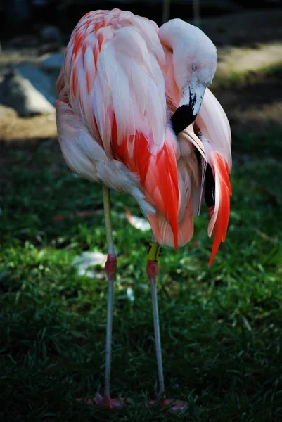 Bir Birikintisi Yakın Duran Güzel Büyük Flamingo — Stok fotoğraf