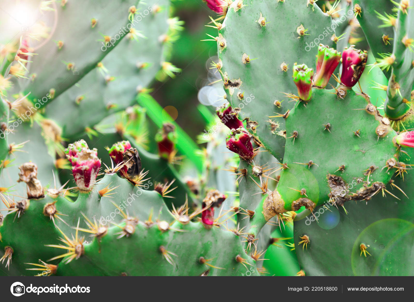 Prickly Pear Cactus Fruit Purple Color Cactus Spines Glare Sun Stock Photo C Svetlayatn1 Gmail Com 220518800