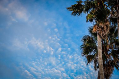 Uzay günbatımı gökyüzü ve bulut arka plan üzerinde güneş ışığıyla siluet tropikal palmiye ağacının kopyalayın. Yaz tatili ve doğa macera kavramı seyahat.