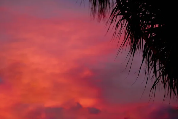 Silhouette Palm Tree Branches Orange Sunset Sky — Stock Photo, Image