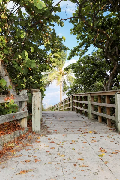 A wooded path heading to the beach surrounded by palm trees and tropical bushes.