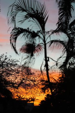 palmiye ağacı ve ağaçlar silhuettes arka plan üzerinde turuncu günbatımı. Miami