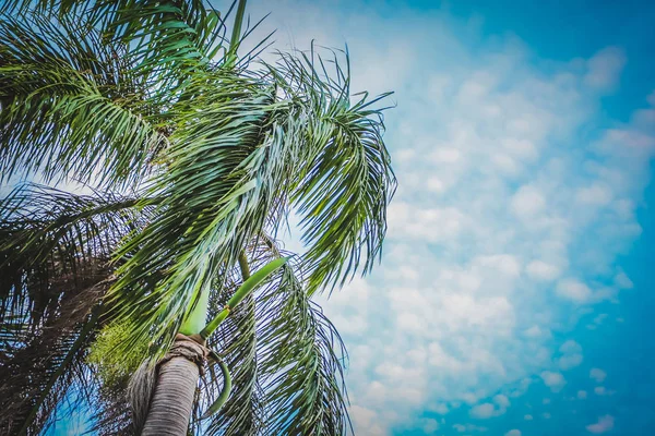 Green palm tree on blue sky background