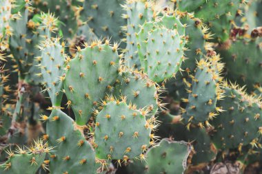 Kaktüs dokusu arka planı. Çölde kaktüs