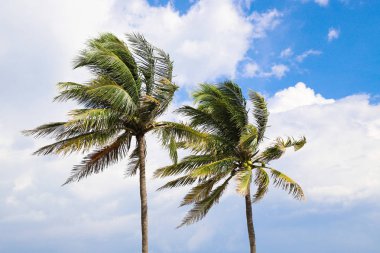 Arka plan mavi gökyüzü palmiye ağaçlarının.