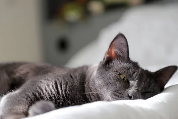 Gato Preto Dormindo Uma Cama Branca — Fotografia de Stock